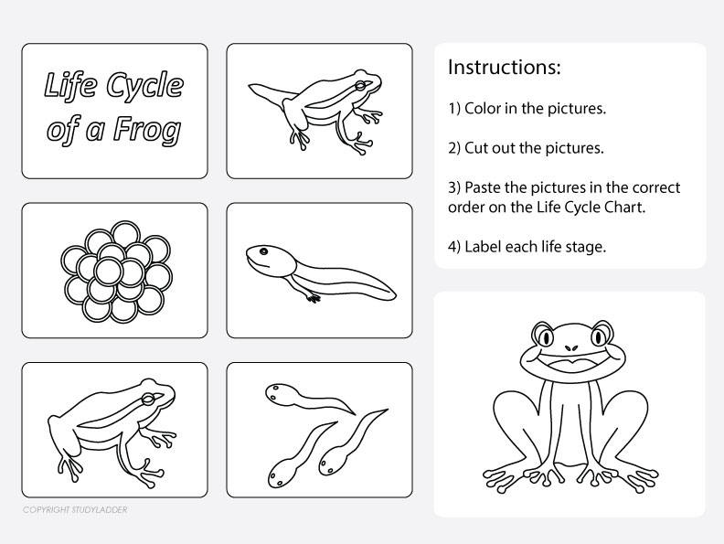 life-cycle-of-a-frog-worksheet-2-studyladder-interactive-worksheets-library for Free Printable Life Cycle Of A Frog Worksheet Life Cycle of a Frog Worksheet 2 - Studyladder Interactive ... - Worksheets Library for Free Printable Life Cycle Of A Frog Worksheet