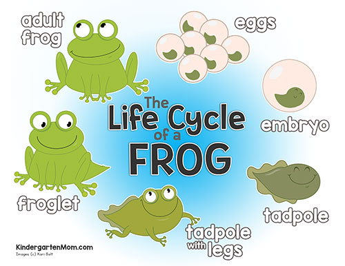 Frog Life Cycle Printables - Kindergarten Mom