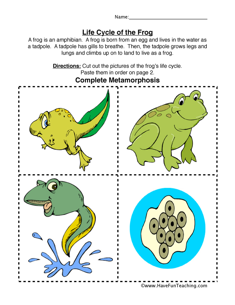 Frog Life Cycle Worksheet  