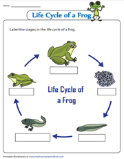 frogs life cycle worksheet