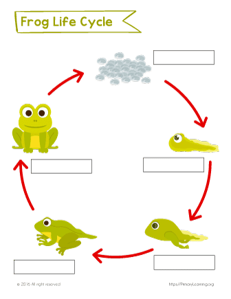 Label the Life Cycle of the Frog  