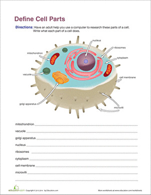Teaching Biology Concepts: 10 In-Depth Cell Organelles Worksheet ...