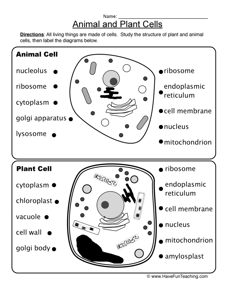Animal and Plant Cells Worksheet  