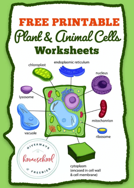 Plant and Animal Cell Worksheets | Free Homeschool Deals ©