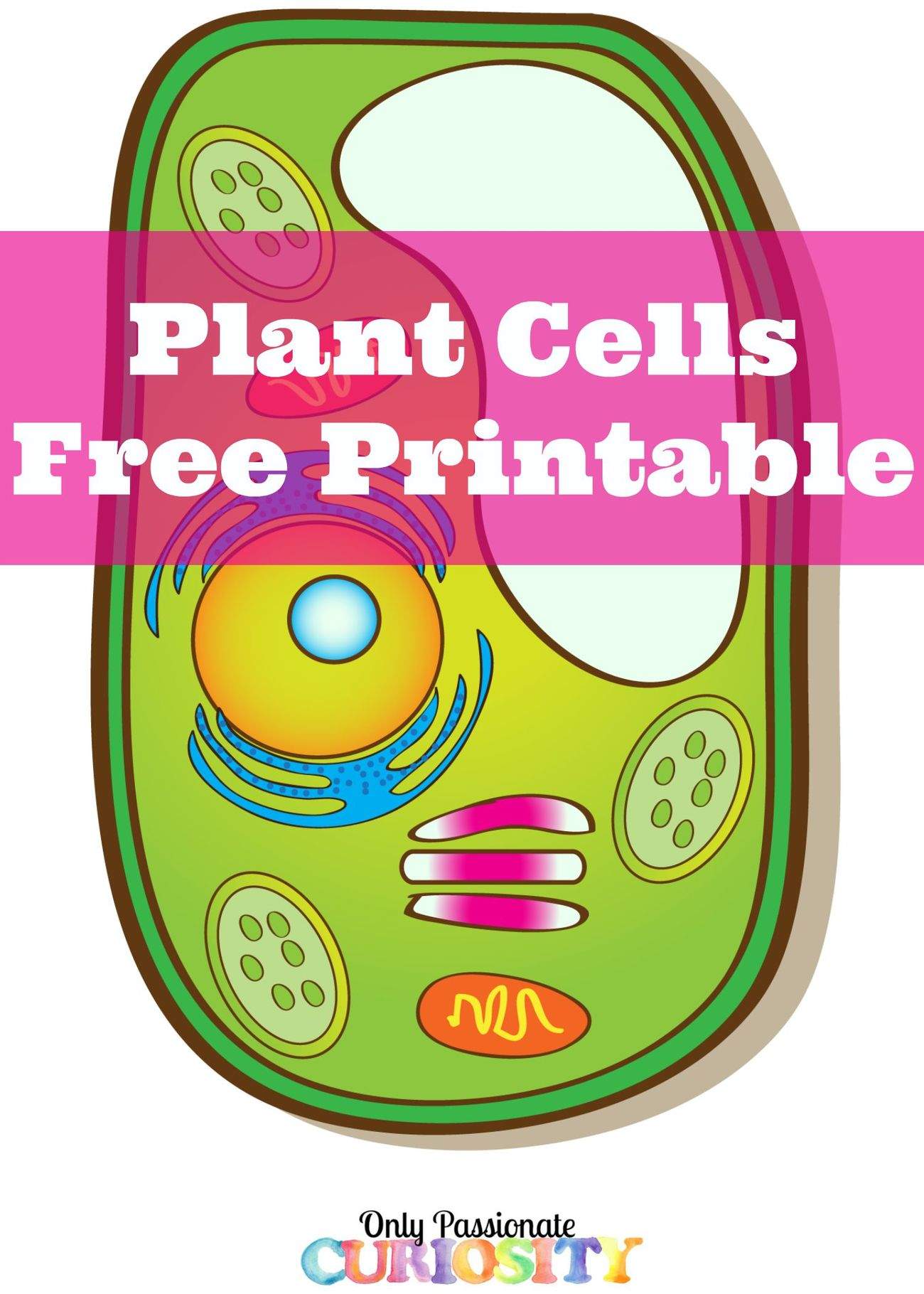 Learning About Plant Cells {Free Printable} - Only Passionate ...