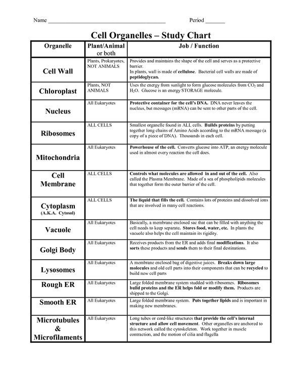 function of the organelles worksheet