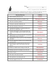 function of the organelles worksheet