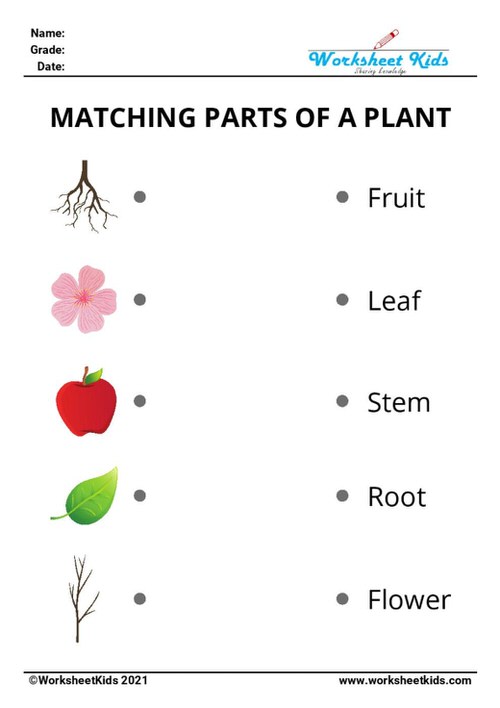 Free Plant Parts &amp; Functions Worksheets: Preschool to 2nd Grade