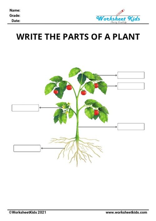 Free Plant Parts &amp; Functions Worksheets: Preschool to 2nd Grade