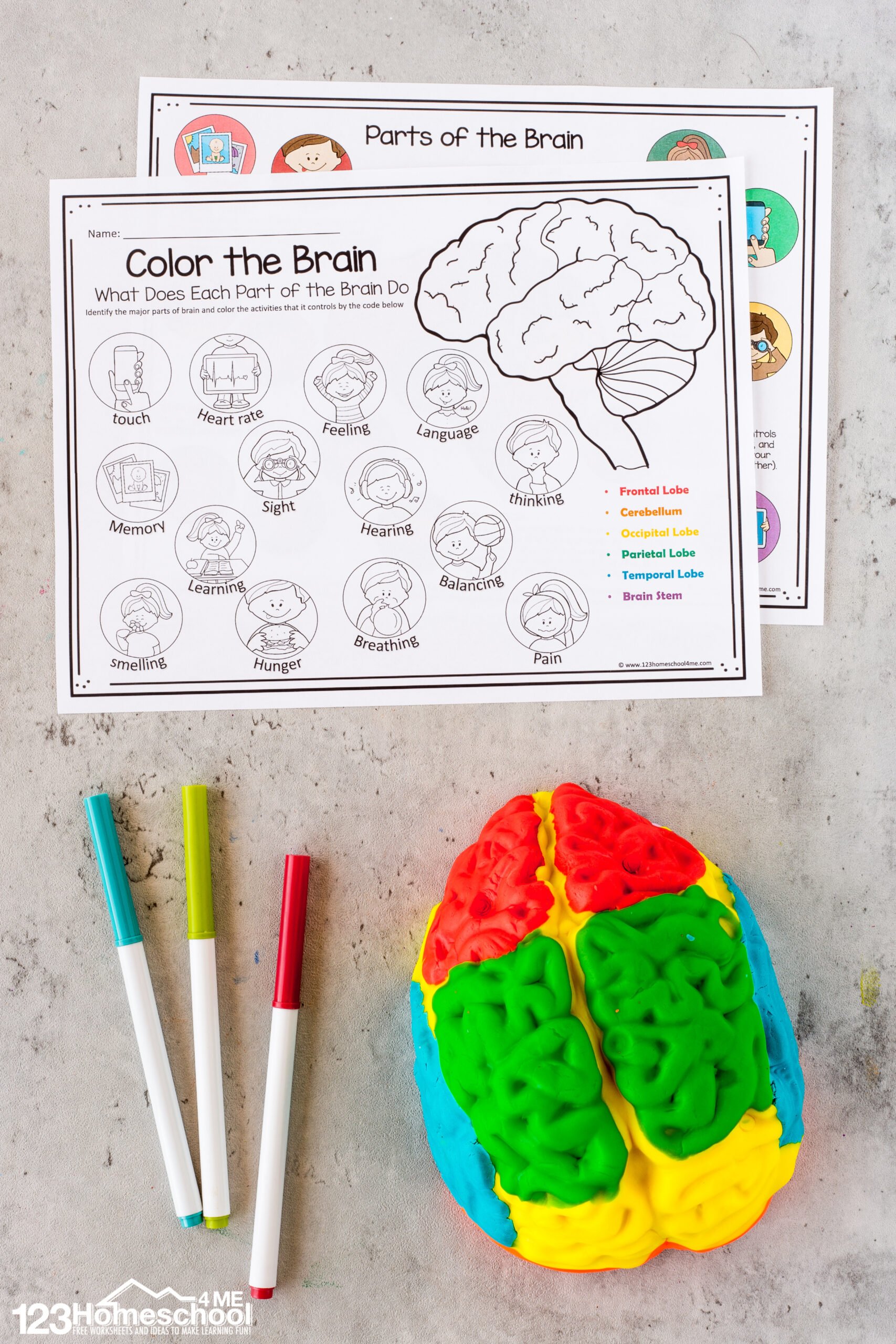 Parts of the Brain Activity for Kids, Brain Diagram, and ...