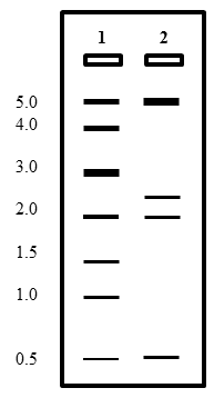 gel electrophoresis worksheet