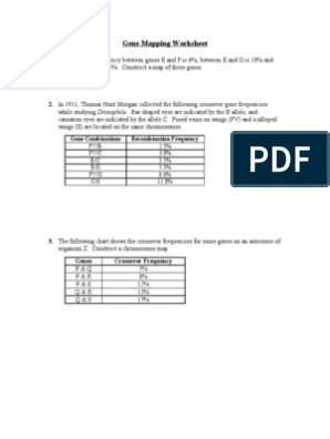 Gene Mapping Worksheet | PDF | Genetic Linkage | Gene