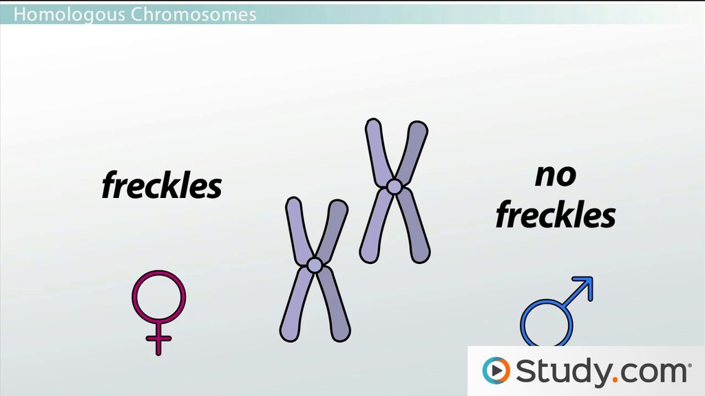 Basic Genetics: The Genome &  Chromosomes Video