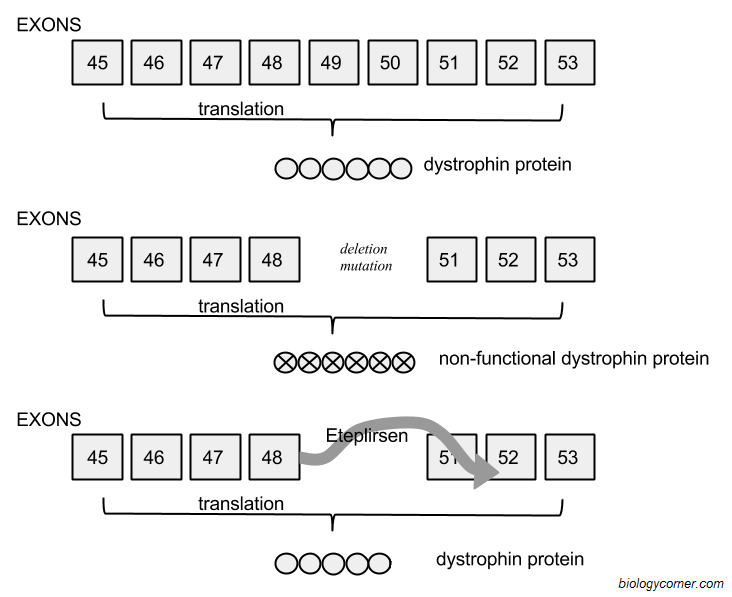 Treating Genetic Disorders