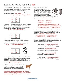 Genetics Practice Problems - AP Biology (KEY) by Biologycorner | TPT