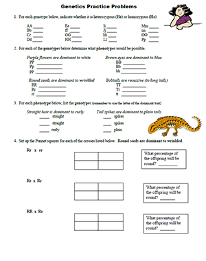 genetics worksheet answers