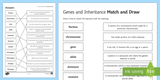 genetics worksheet for middle school