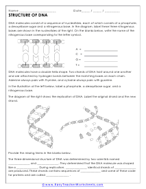 Genetics Worksheets