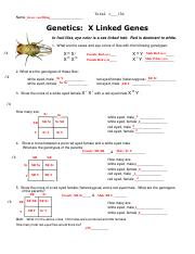 SCN3270-HR-04 genetics x linked genes wkst.pdf - Total = /31 Grace ...