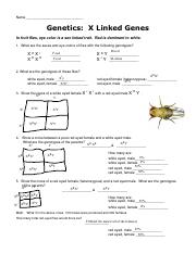 genetics x linked genes worksheet