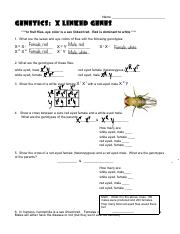 genetics xlinked.pdf - Name Genetics: X Linked Genes *In fruit ...