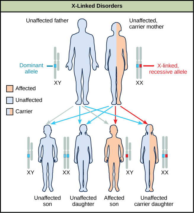 12.2E: Sex-Linked Traits - Biology LibreTexts