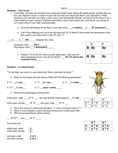 X Linked Traits Genetics Worksheet.doc
