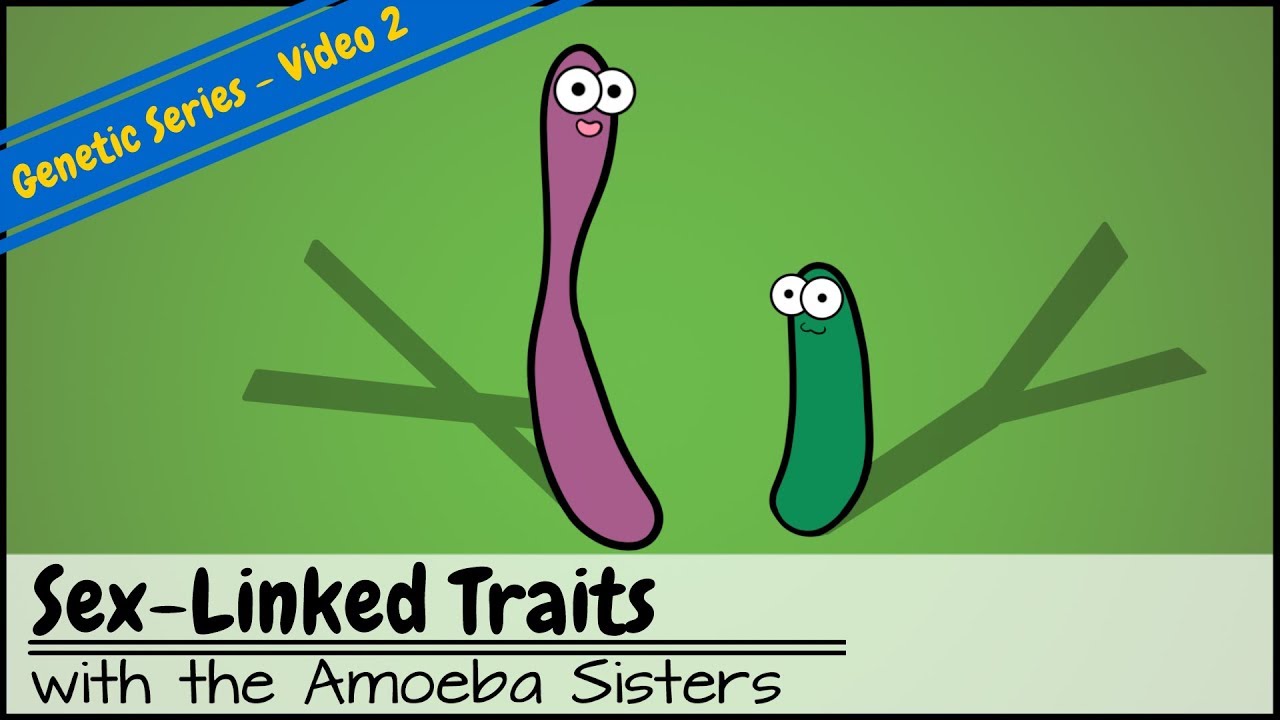 Punnett Squares and Sex-Linked Traits (OLD VIDEO)
