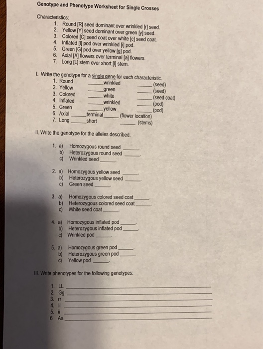 genotype phenotype worksheet