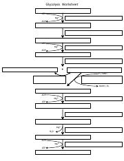 Glycolysis Worksheet - Glycolysis Worksheet ATP Mg2 ADP ATP Mg2 ...