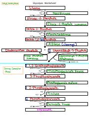 Glycolysis Worksheet - Energy Investing Glycolysis Worksheet phase ...
