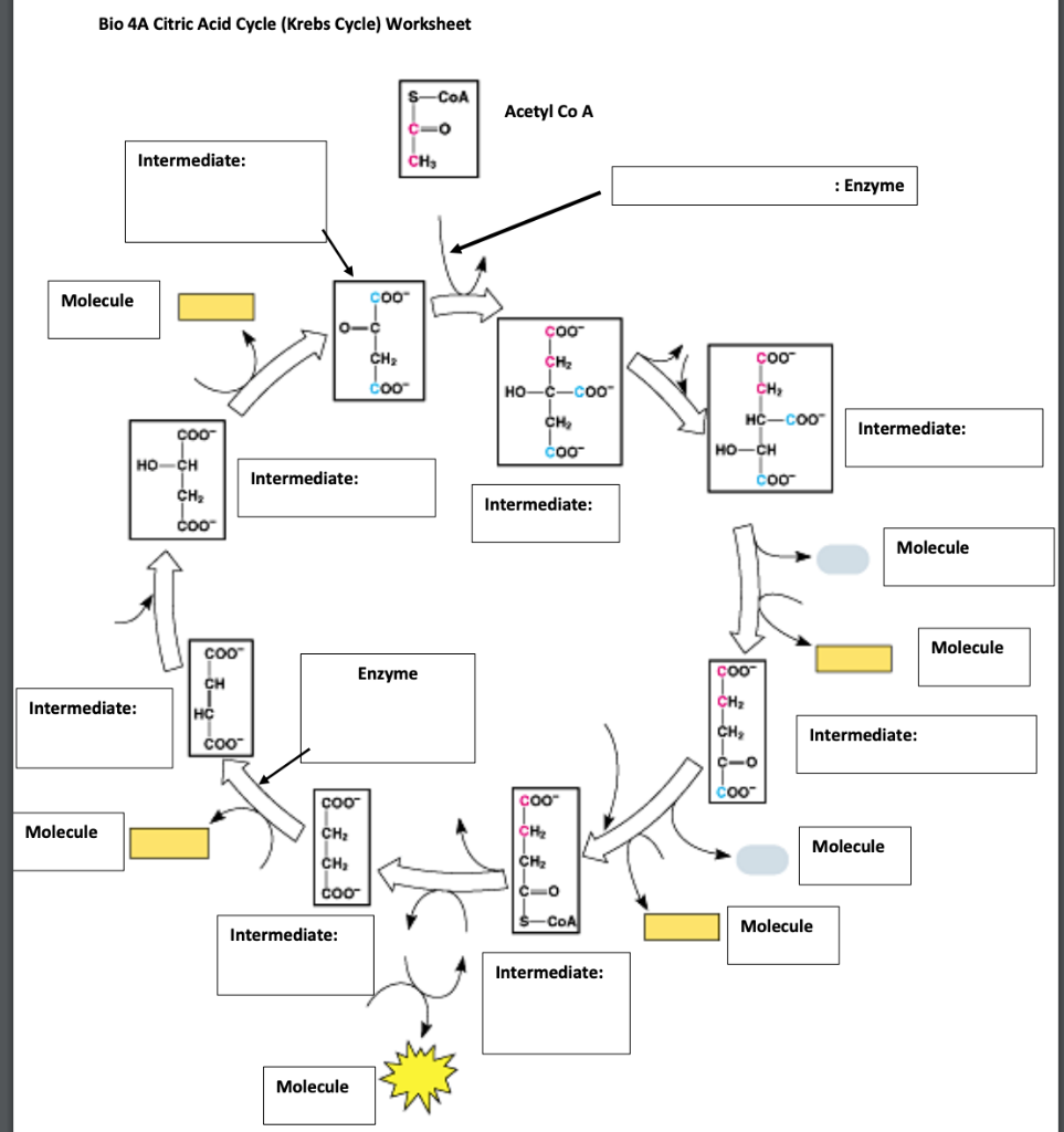 Solved Bio 4A Glycolysis Worksheet Glucose ATP : Enzyme 이 | Chegg.com
