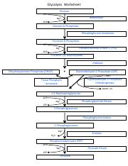 Glycolysis Worksheet Answer.pdf - Glycolysis Worksheet Glucose ATP ...