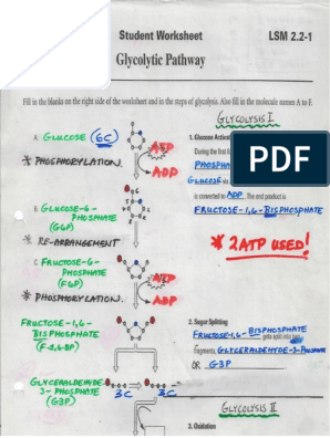 4.2 Glycolysis Worksheet-Answers | PDF