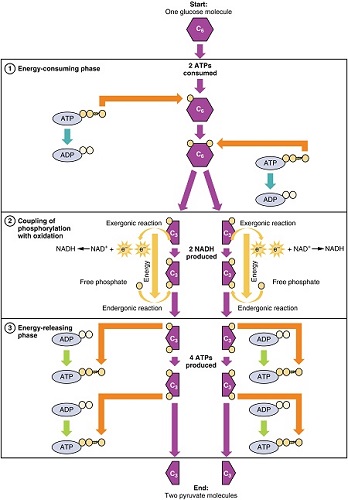 Quiz &  Worksheet - Glucose Metabolism &  Cellular Respiration ...