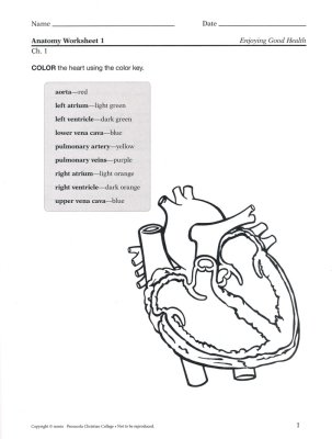 Enjoying Good Health (Grade 5) Quiz, Test, and Worksheet Book ...