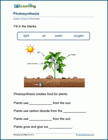 Plants Worksheets | Worsheets library