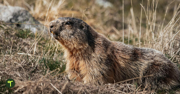 11 Groundhog Day Activities for Kids Plus Fun Groundhog Books for ...