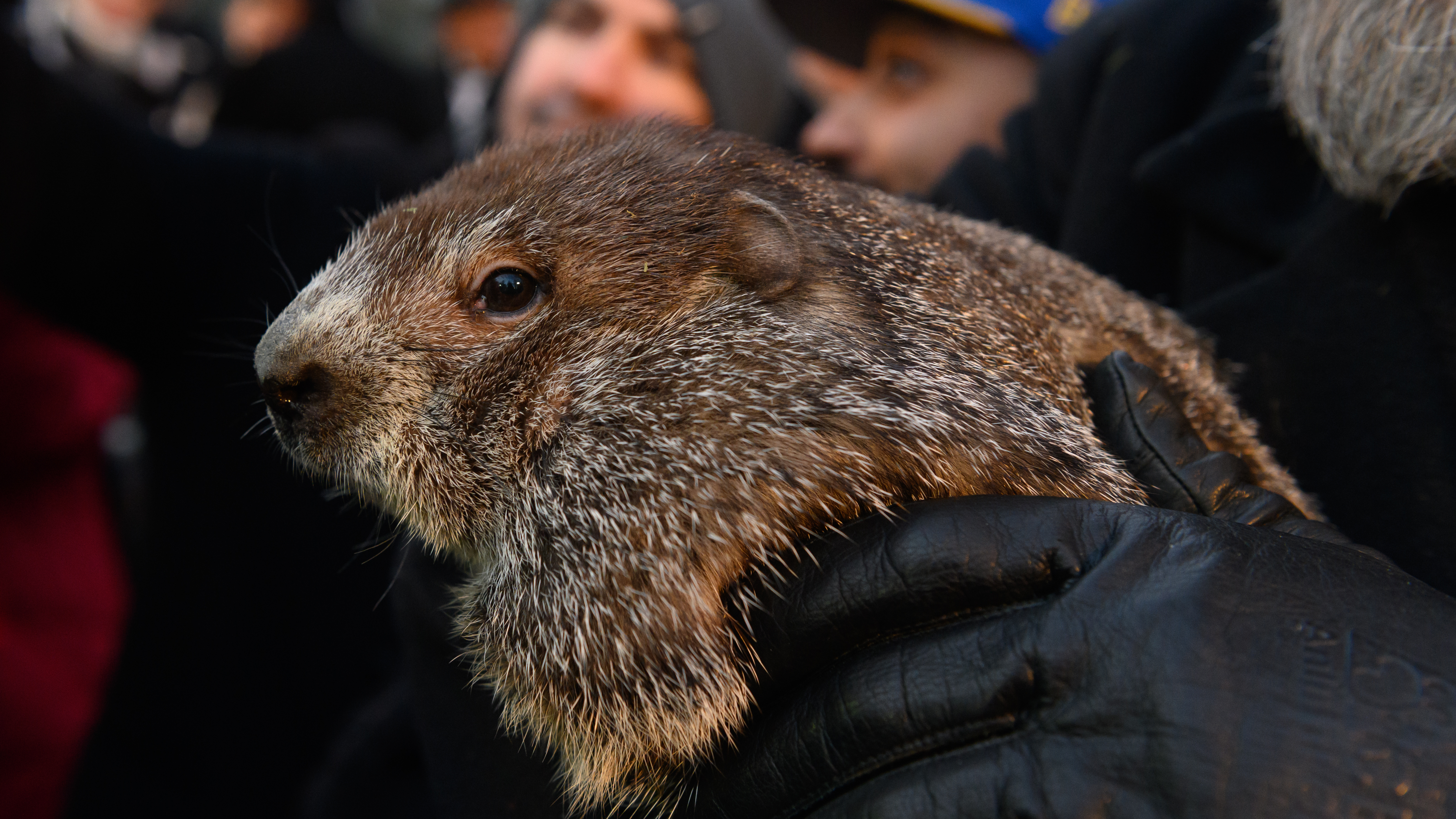Phil. Chuck. Jimmy. Heres why many Groundhog Day prognosticators ...