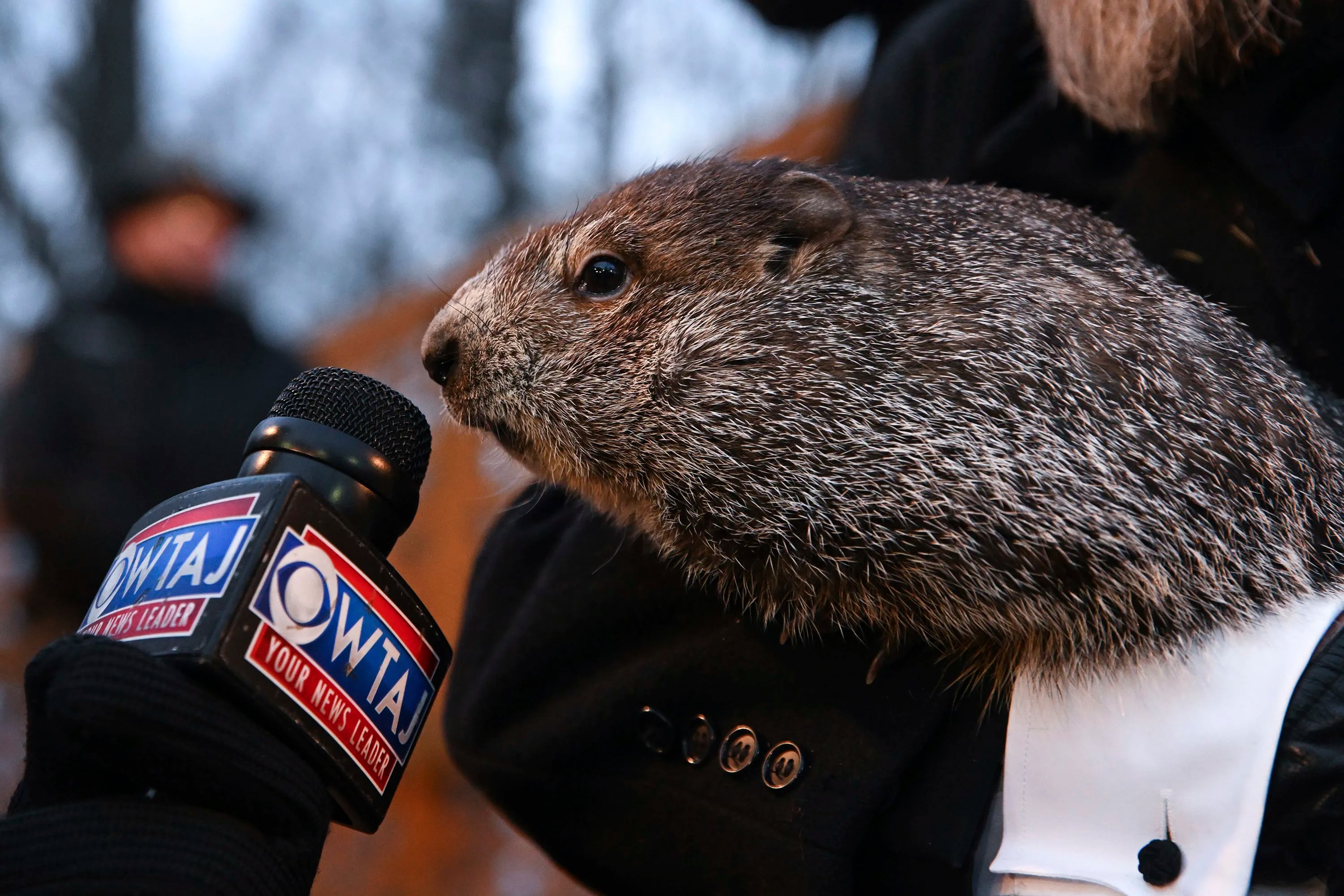 Groundhog Day 2023: Punxsutawney Phil sees his shadow