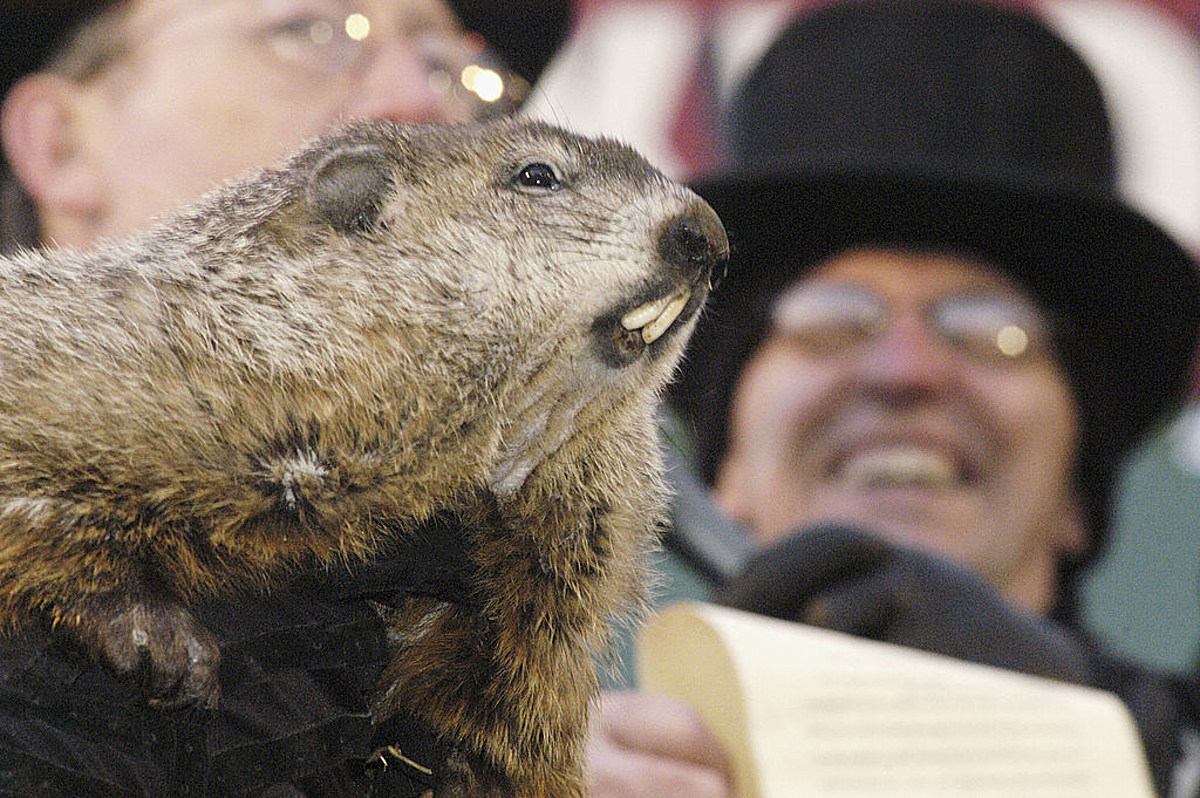 How accurate is Punxsutawney Phil at predicting weather?