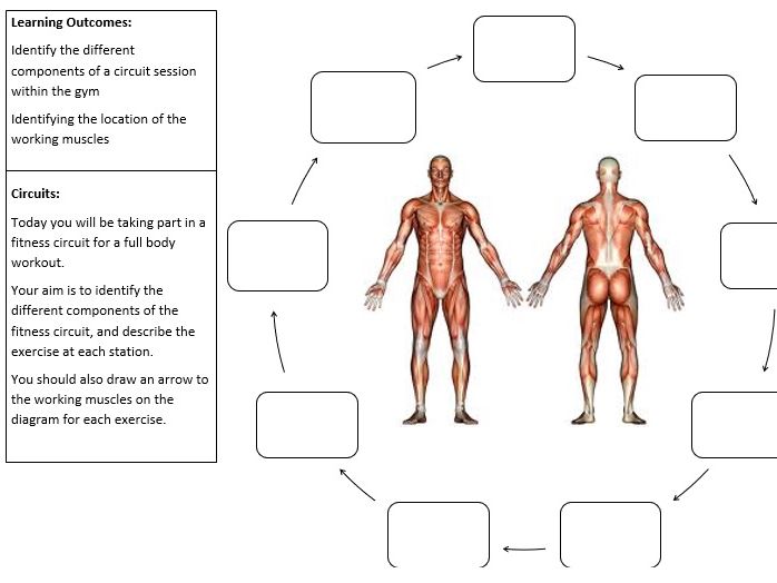 Components of Fitness Gym Worksheet  