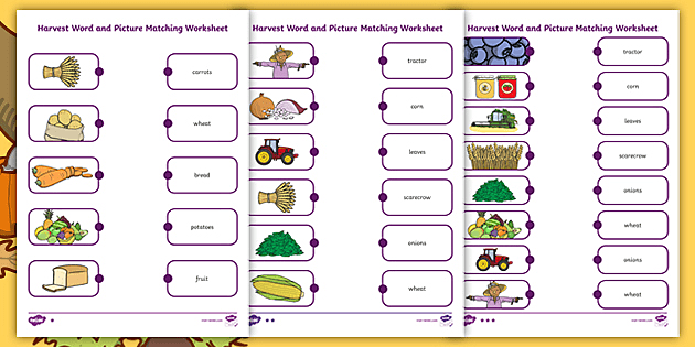 Harvest Word And Picture Matching Worksheet (teacher made)