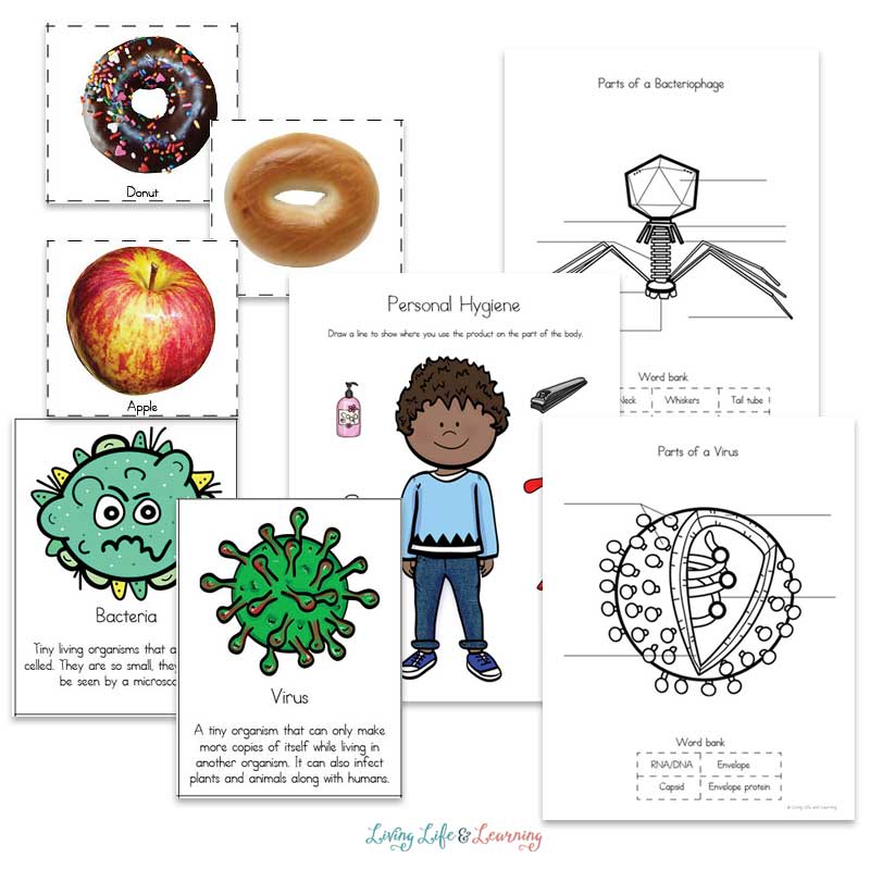 health worksheet for kindergarten
