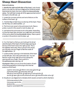 Sheep Heart Dissection