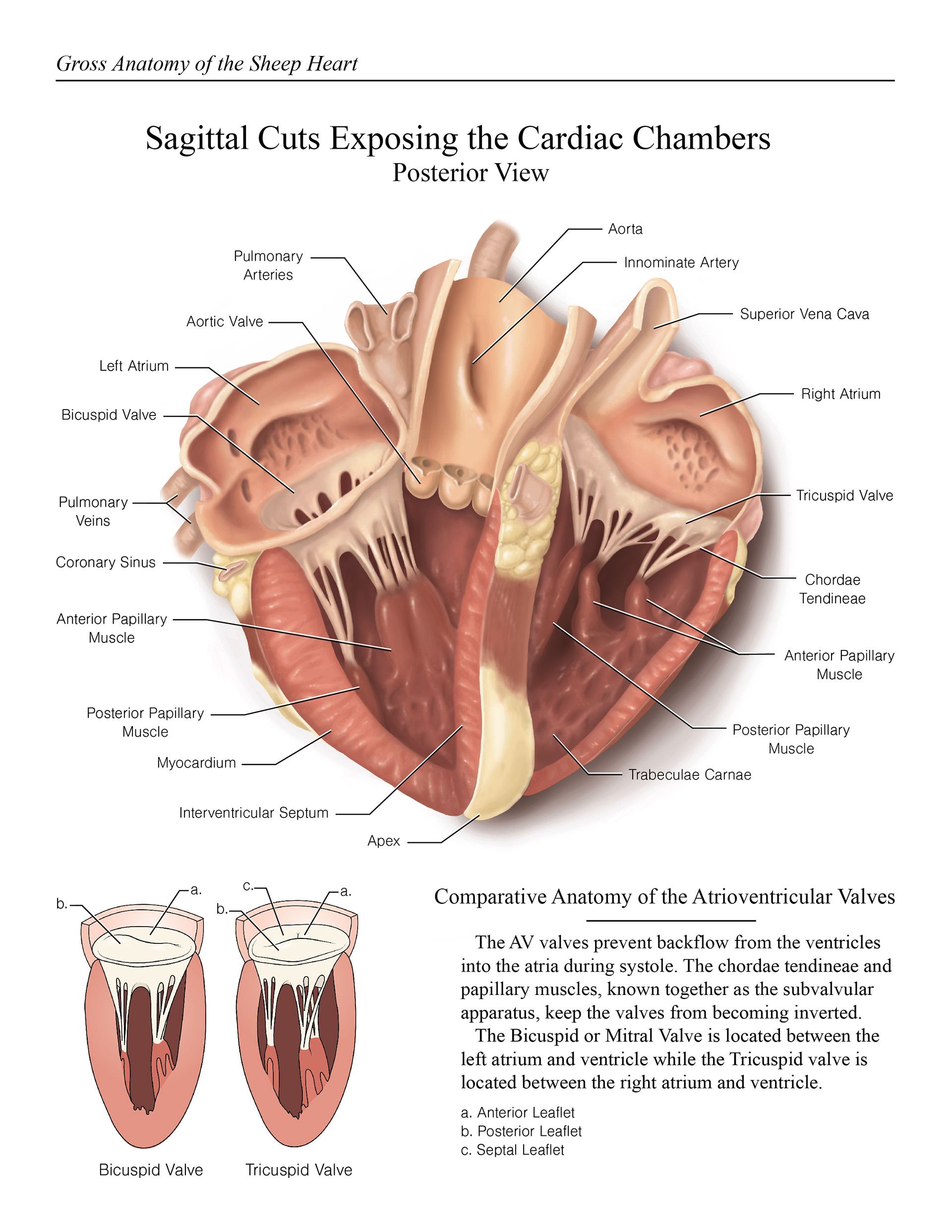 Lauren Hugdahl - Sheep Heart Dissection