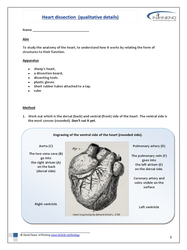 03 heart dissection RBH.pdf Cerebralenhancementzone Worksheets Library