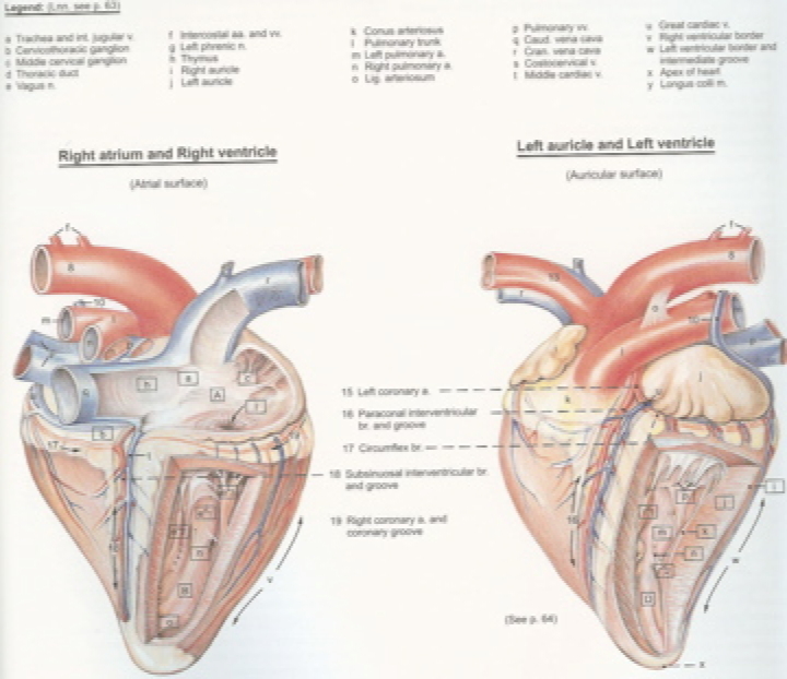 Notes for Lab #1: Dissection