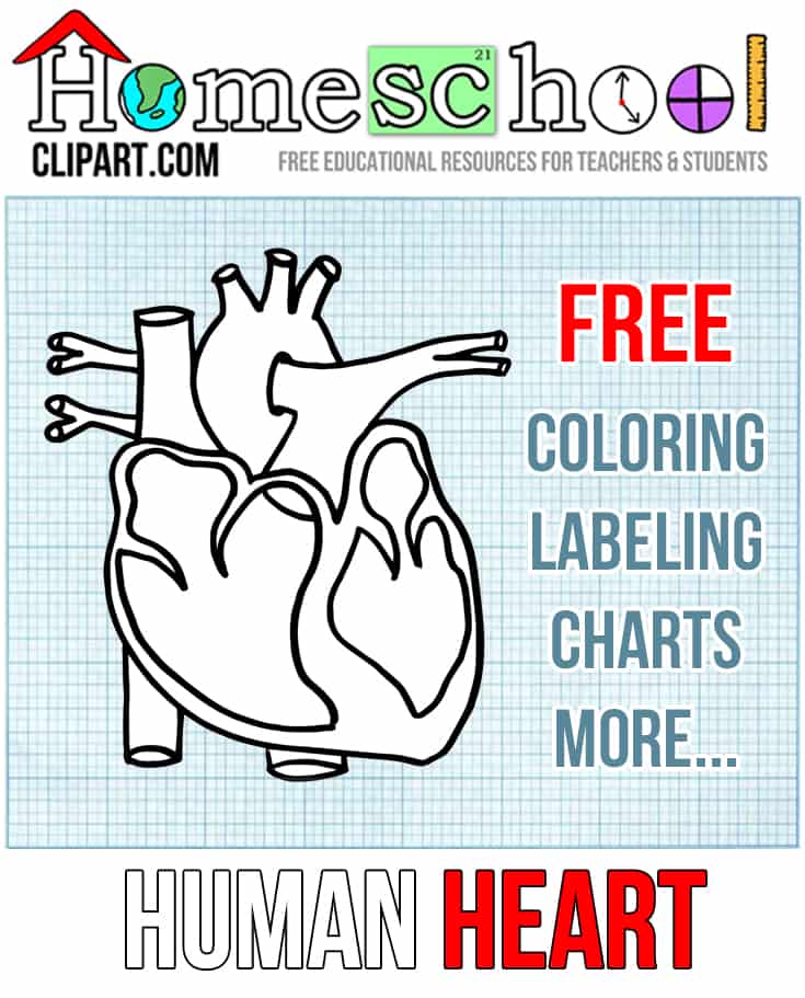 heart worksheet for preschool