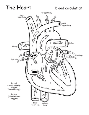 heart worksheet